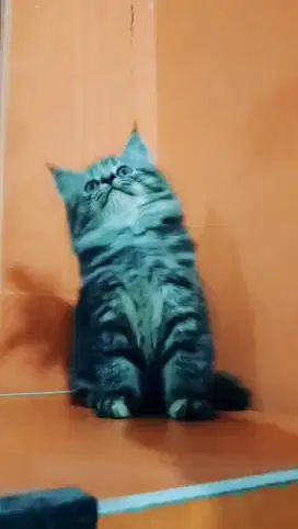 Si loreng mania betina mujaer 2,5bulan