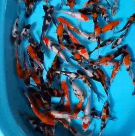 Ikan koi size 15cm