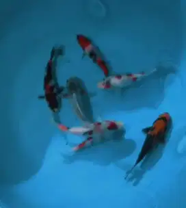 Ikan koi size 15cm