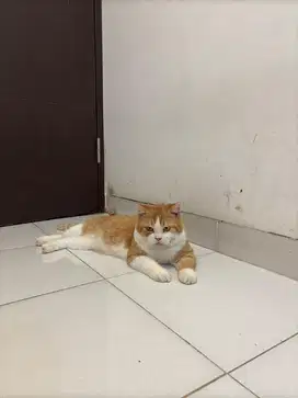 Kucing Scottish Straight Mix BSH