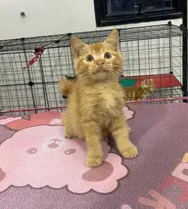 Kitten persia oyen
