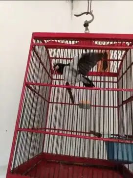 Burung jalak suren