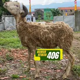 Jual Kambing Qurban – Berat Ideal & Harga Mulai 2 Jutaan