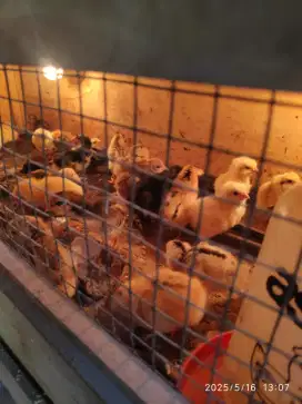 ANAK AYAM KAMPUNG PETELUR (DOC)