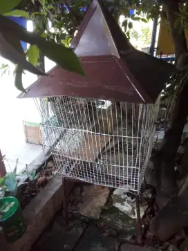 Kandang burung bagus