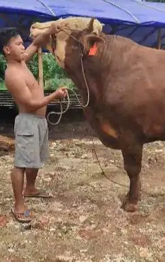 sapi qurban limosin 700kiloan timbang hidup 3 tahunan siap kurban 2025