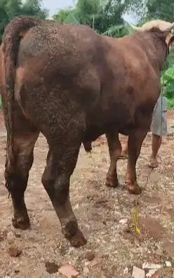 sapi qurban limosin 700kiloan timbang real siap kurban premium manteb