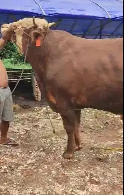 sapi qurban limosin 700kiloan timbang real gagah gede siap kurban 2025