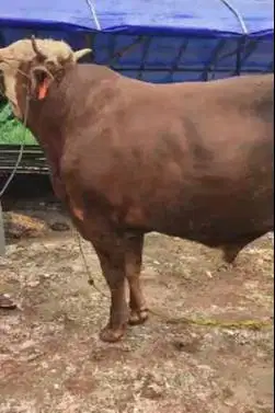 sapi qurban limosin 700kiloan timbang real siap sapi kurban 2025 puas