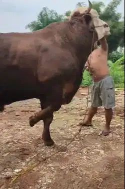 sapi qurban limosin 700kilo jamin manten superan siap kurban 2025 puas