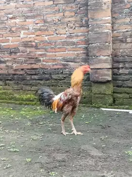 Ayam Bangkok jantan