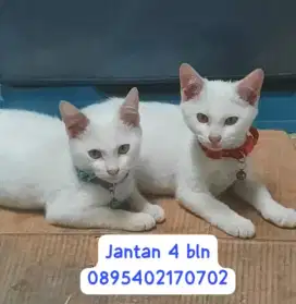 Open adopsi BSH jantan