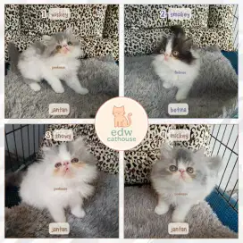Kucing Persia Flatnose & Peaknose Borongan