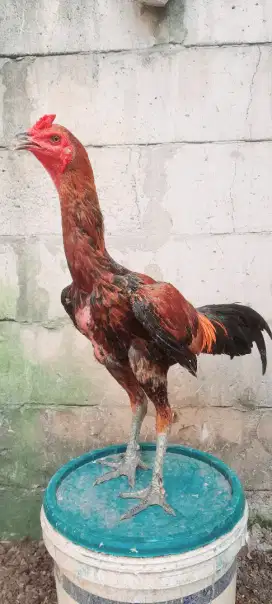 Ayam pama ninja samurai