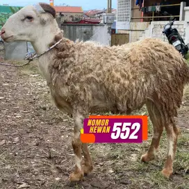JUAL HEWAN QURBAN MURAH GRATIS ONGKIR BERKUALITAS BERSYARI'AT