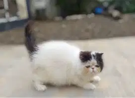 Kitten persia peaknose