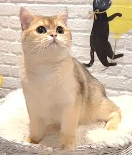 Golden Brittish Shorthair (Adopt)