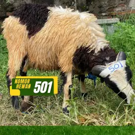 DOMBA SIAP QURBAN HEWAN QURBAN MURAH GRATIS PENGIRIMAN BISA COD