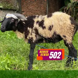 Jual Domba Gemuk Siap Kirim, Promo Khusus Hari Ini