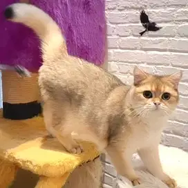 Golden Brittish Shorthair (Adopt)