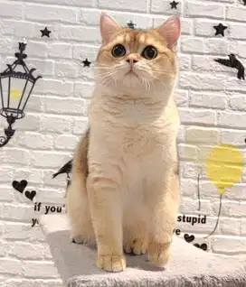 Golden Brittish Shorthair (Adopt)