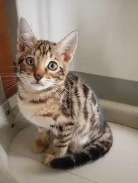 kitten jantan umur 2 bln