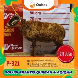 Jual hewan qurban domba gemuk