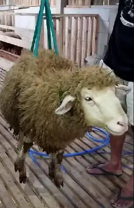 domba qurban merino jantan 30kiloan timbang hidup siap kurban 2025 top