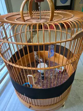 Jual branjangan monggol