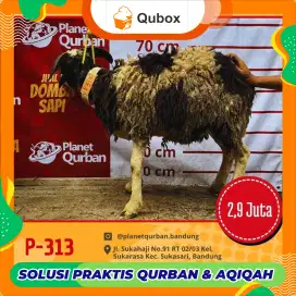 Jual Domba qurban