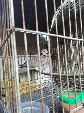 Tekukur derkuku lokal bukan perkutut bukan puter pelung bukan kandang