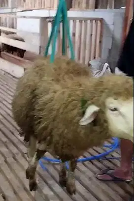 domba merino jantan 30kiloan siap kurban shaun the sheep lucu gemesin