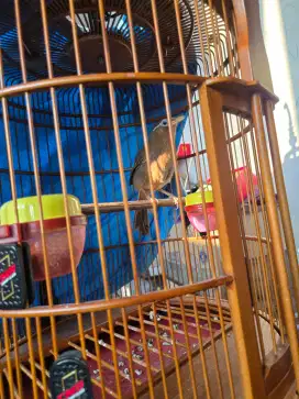 Jual burung wambi hongkong body besar