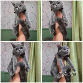 Kucing bsh 5 bulan