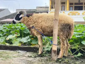 Hewan Qurban Domba/Kambing