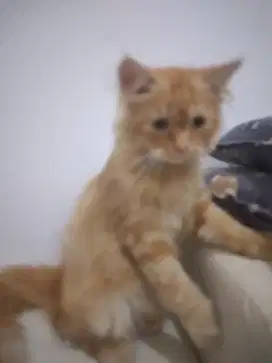 Jual anak kucing kitten medium persia mata biru jantan umur 3 bulan
