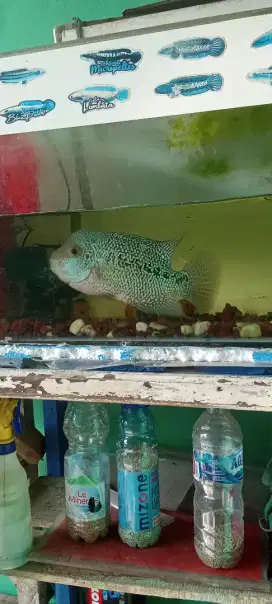Jual ikan louhan..