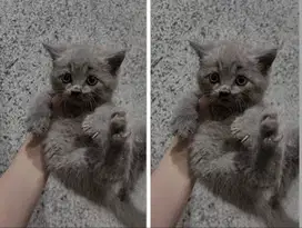 Kucing kitten British Shorthairr malee