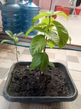 Jual bibit tanaman alpukat mentega