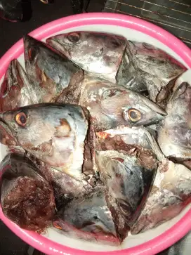 Kepala Ikan Tongkol
