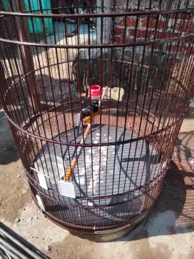 Burung Murai medan