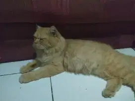 Kucing persia jantan