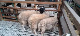 Jual Domba Qurban