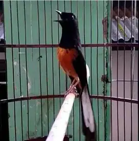 burung murai medan dewasa jantan gacor pilihan  ekor panjang pe 18 cm