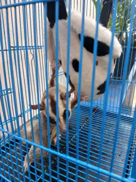 Sugar Glider Lucu Imut