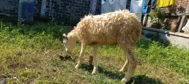 JUAL DOMBA UNTUK HEWAN QURBAN MURAH BISA BAYAR DITEMPAT