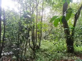 Tanah Produktif Siap Tanam Lahan Subur Paswahan Purwakarta
