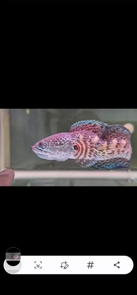 CHANA AURANTI 27 CM Cakung Cilincing