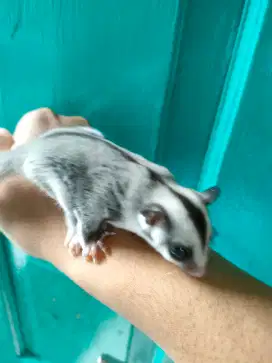 Sugar Glider - CG usia 1 bln