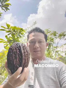 Bibit buah Macombo Cacao rasa Durian langka